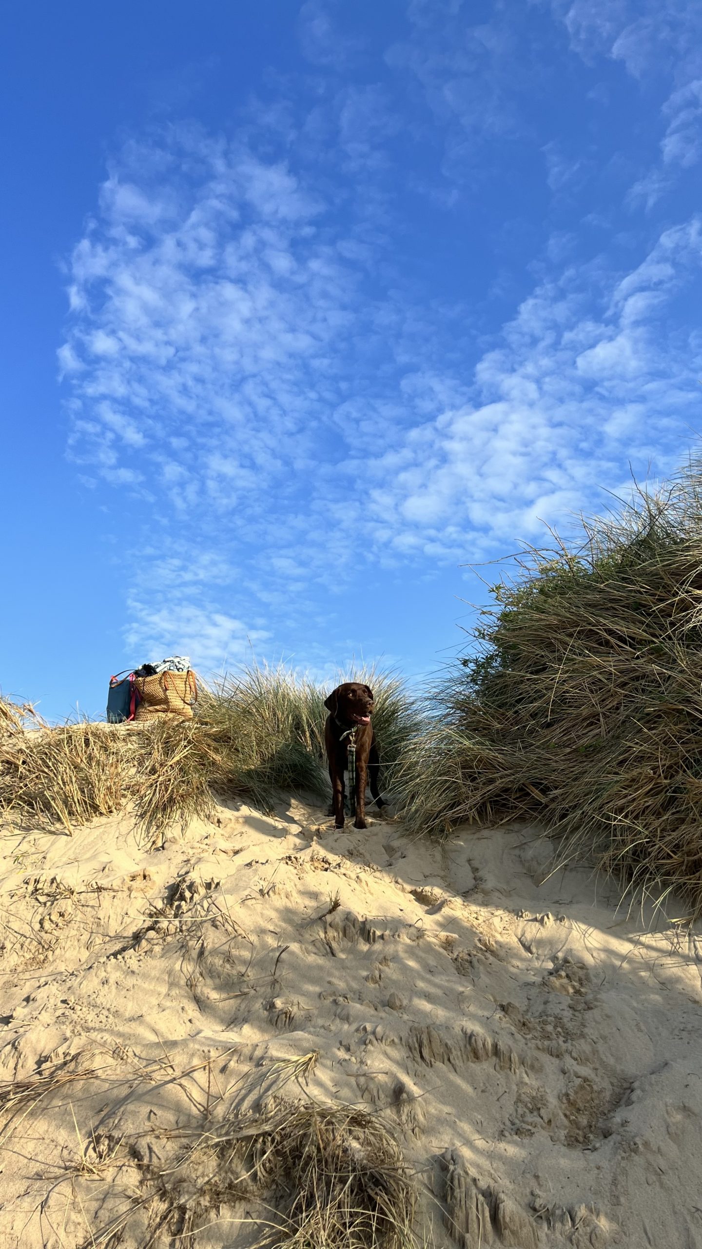 10-dog-friendly-places-to-eat-drink-in-cornwall-the-ka-edit